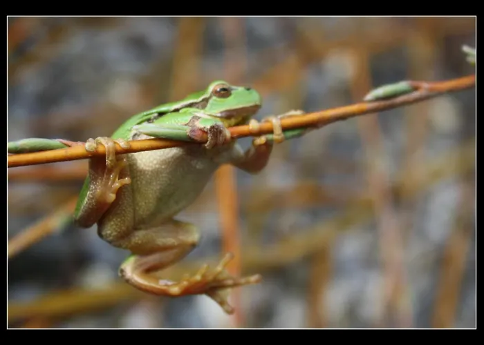 Frühstückspension Entensee Uznach